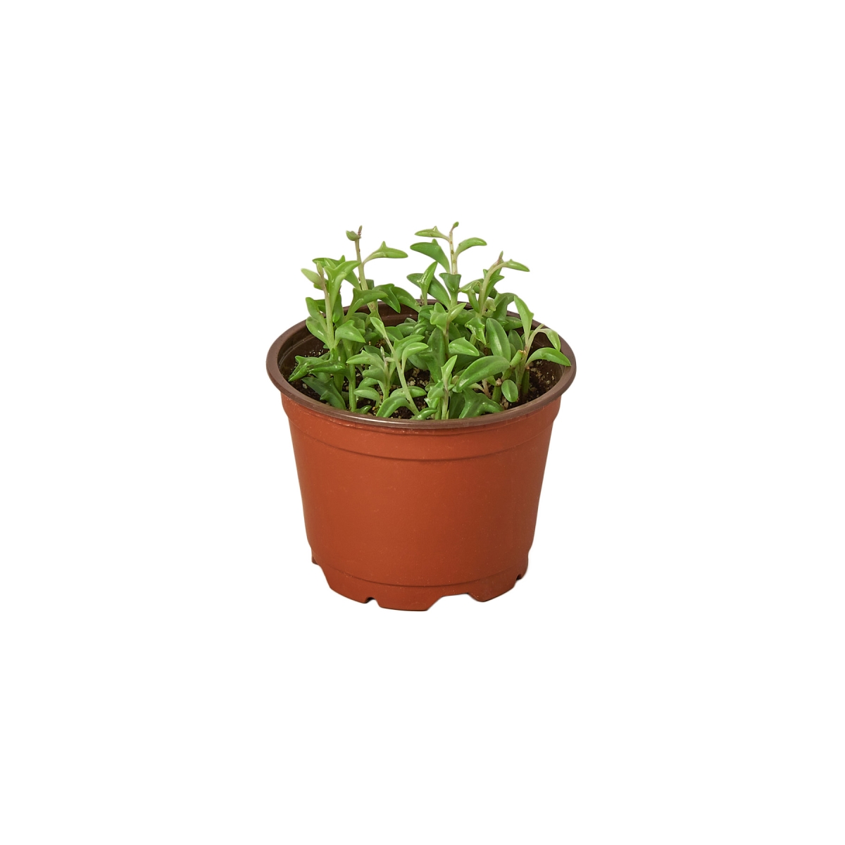 4-SUCC-SENECIO-STRING.OF.DOLPHINS String of Dolphins Succulent Plant in 4 in. Pot