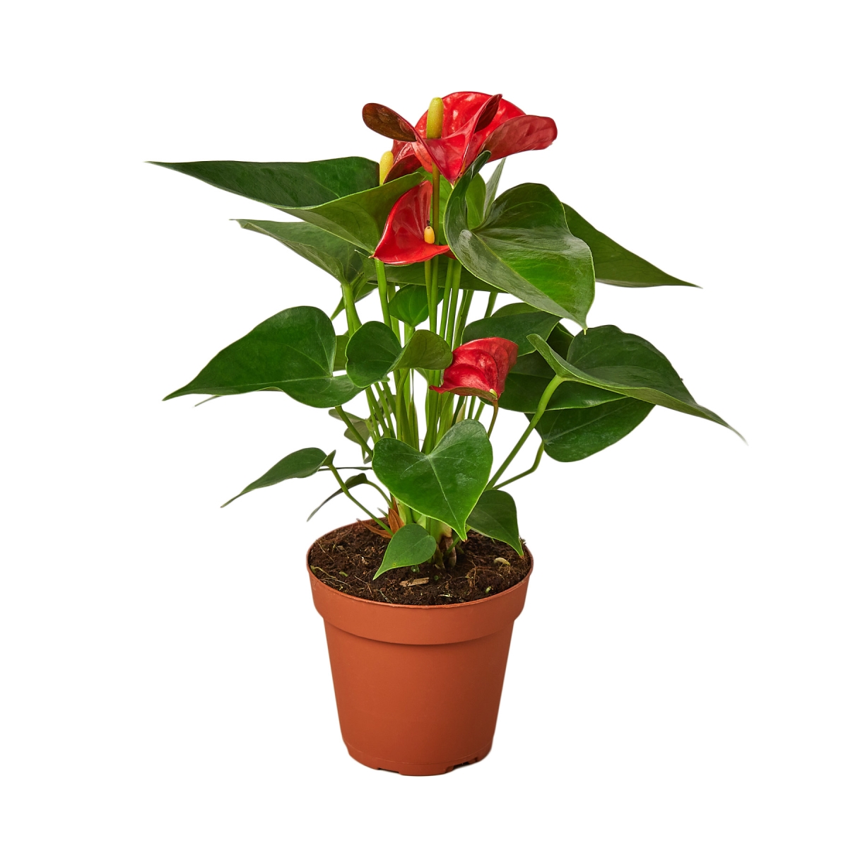 6-ANTHURIUM-RED Red Anthurium Plant in 6 in. Pot