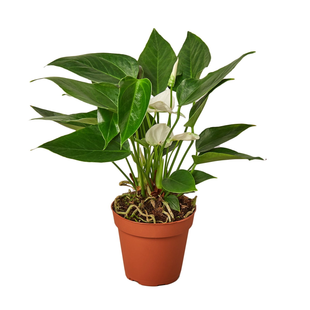 6-ANTHURIUM-WHITE White Anthurium Plant in 6 in. Pot