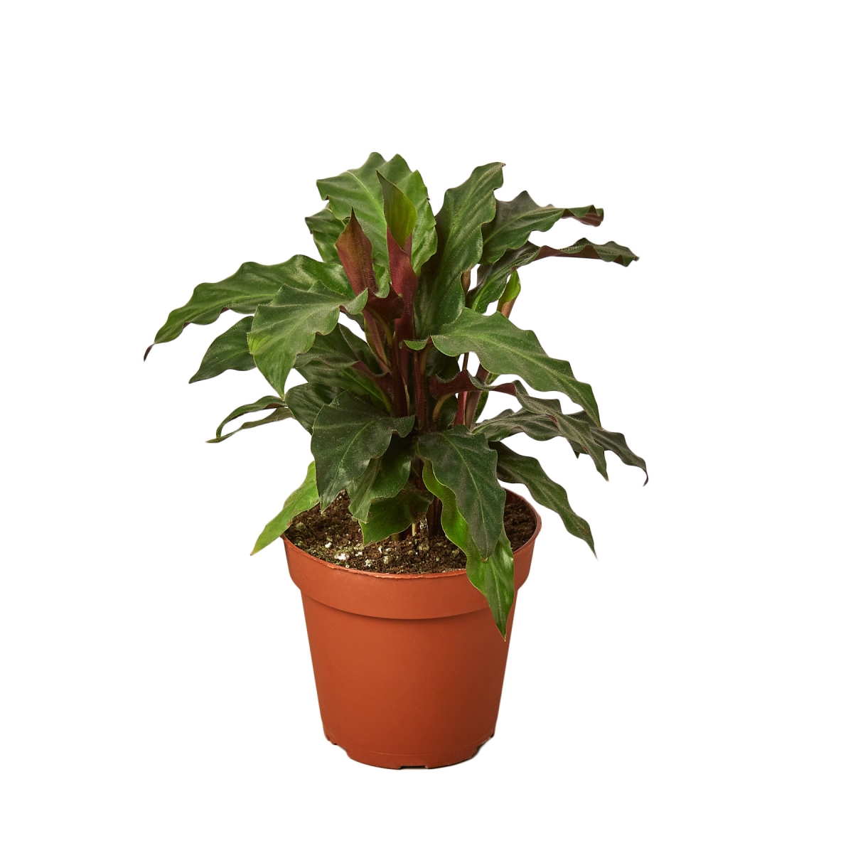 Furry Feather Calathea Rufibarba Plant - Green - 6 in. Pot - Vibrant Leaf Patterns