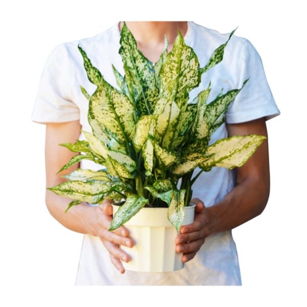 6-CH.EVERGREEN-FIRST.DIAMOND 6 in. Pot Chinese Evergreen First Diamond Plant