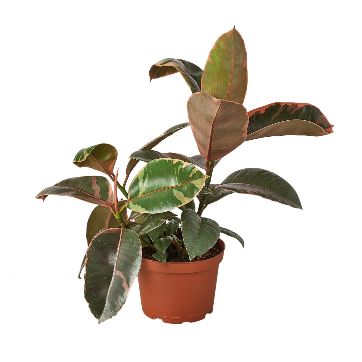 6-FICUS-RUBY.PINK Ficus Ruby Pink Elastica Plant in 6 in. Pot