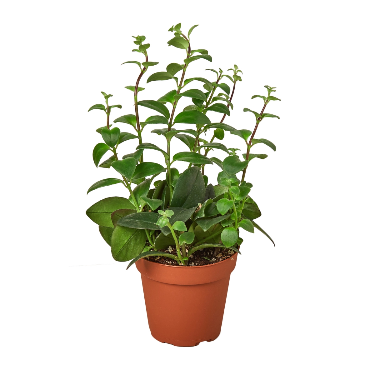 6-LIPSTICK-CLASSIC Lipstick Plant in 6 in. Pot