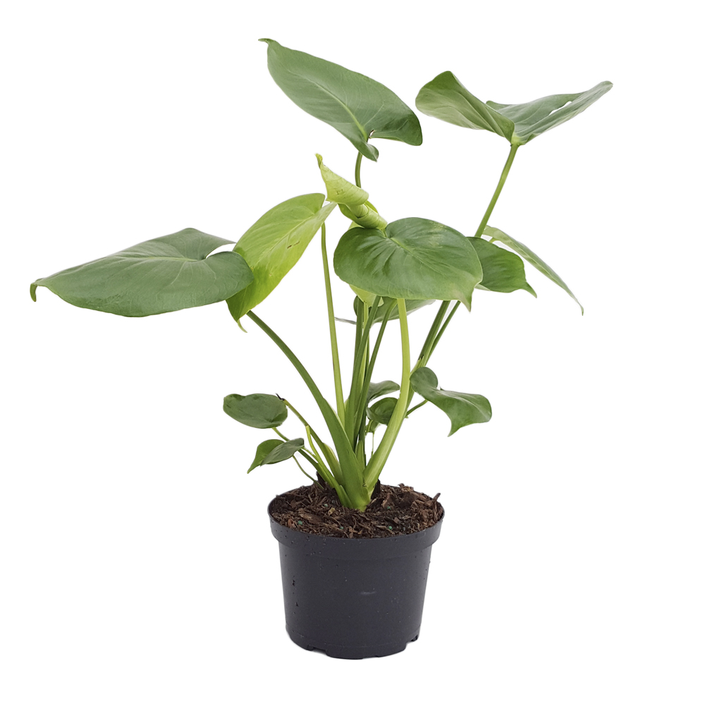 6-MONSTERA-DELICIOSA Monstera Philodendron Plant in 6 in. Pot