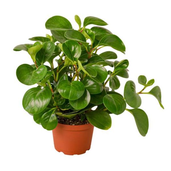 Peperomia Thailand 6 in. Pot  - Deep Green - 6 in. - Drought Tolerant