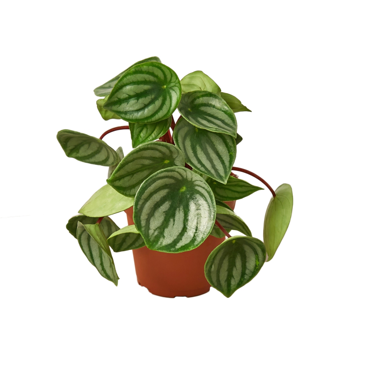 6-PEPEROMIA-WATERMELON Peperomia Watermelon Plant in 6 in. Pot
