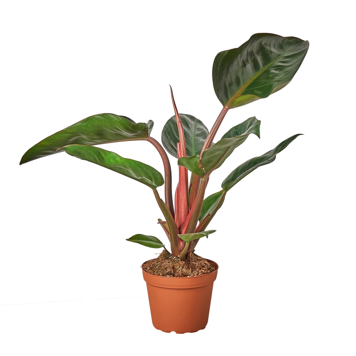6-PHILODENDRON-CONGO.ROJO Congo Rojo Philodendron Plant in 6 in. Pot