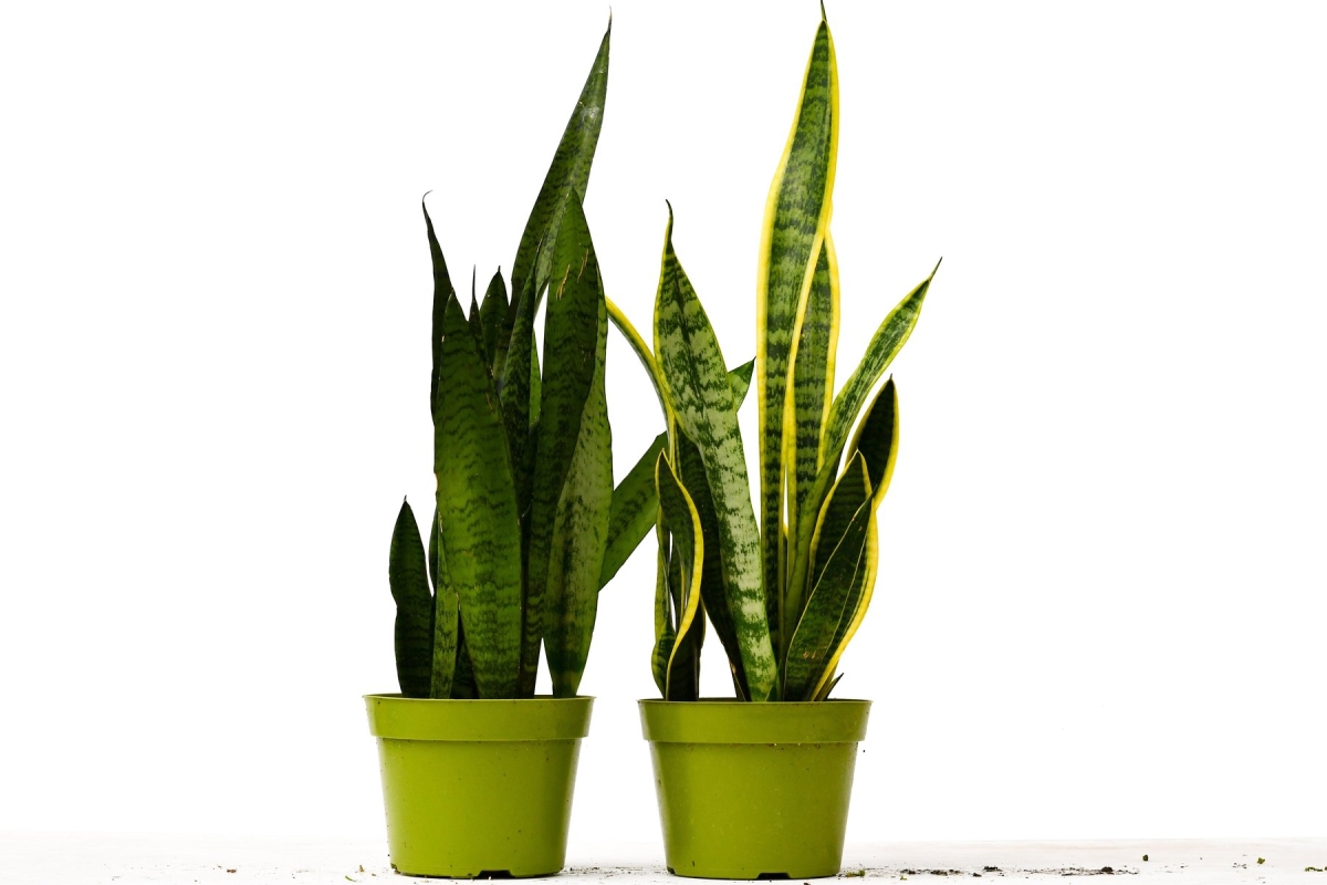 6-SNAKE-VARIETY-2PK 12-18 in. Tall 2 Snake Sansevieria Plant Variety Pack in 6 in. Pot
