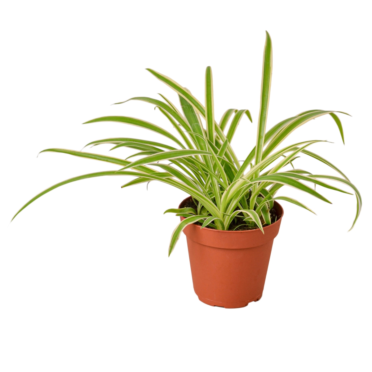 6-SPIDER-REVERSE Reverse Spider Plant in 6 in. Pot