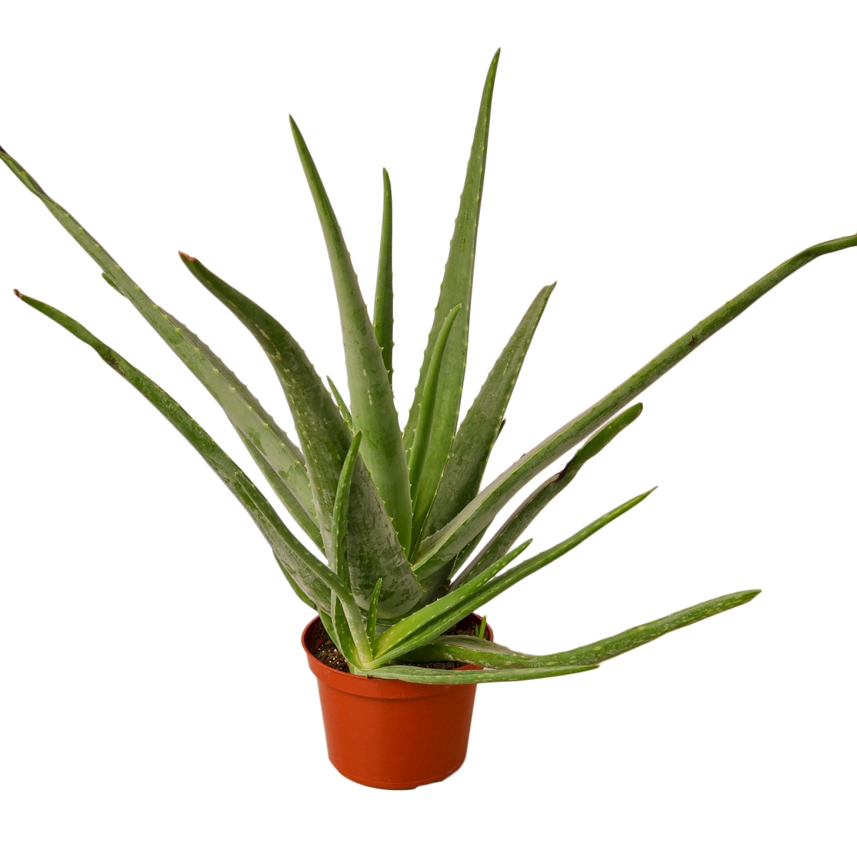 6-SUCC-ALOE-VERA Aloe Vera Plant in 6 in. Pot