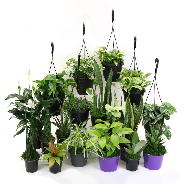 BUNDLE-LOW.LIGHT-4IN Low Light Plant Bundle (4 plants included)