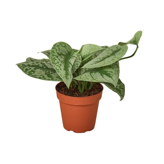 4-SCINDAPSUS-MOONLIGHT 4 in. Scindapsus Moonlight Pot