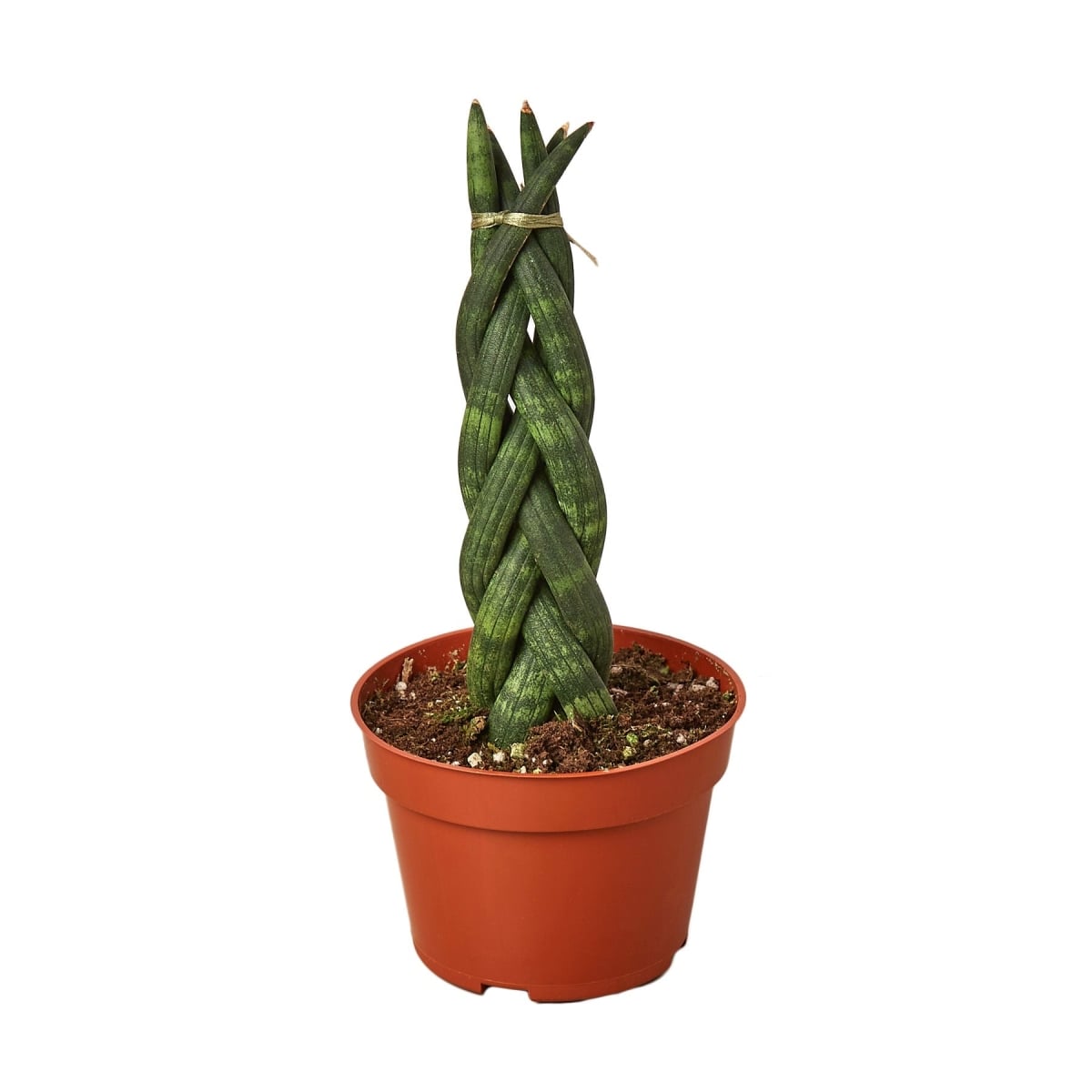 4-SNAKE-BRAID-NURSERY.POT 4 in. Snake Plant Braided Pot