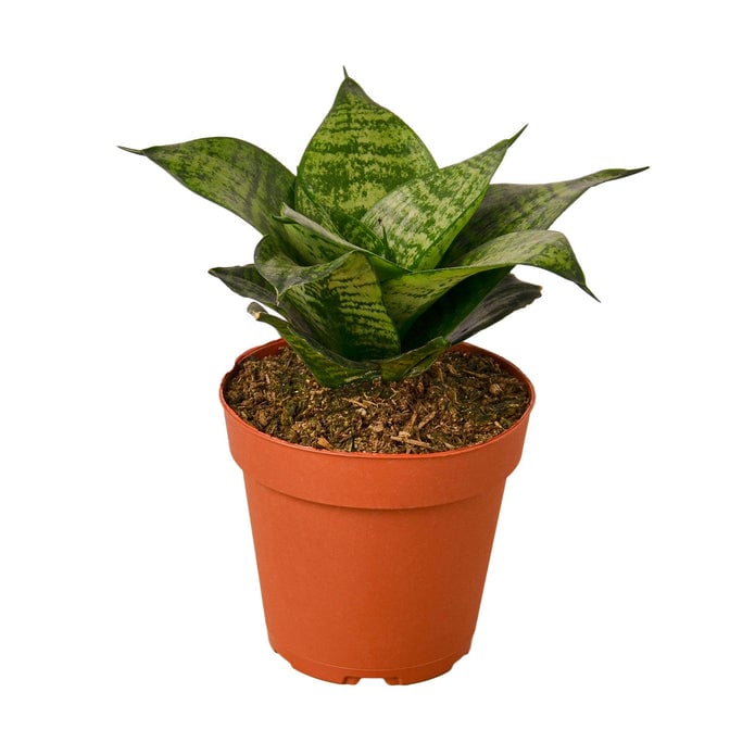 4-SNAKE-FOREST.STAR-NURSERY.POT 4 in. Snake Plant Black Robusta Pot