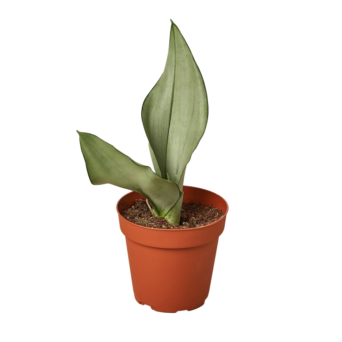 4-SNAKE-MOONSHINE-NURSERY.POT 4 in. Snake Plant Moonshine Pot