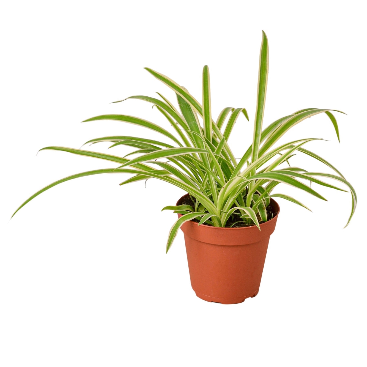 4-SPIDER-REVERSE-NURSERY.POT 4 in. Spider Plant Reverse Pot