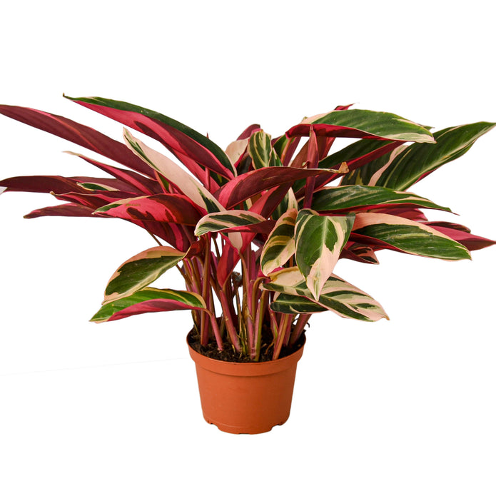 4-STROMANTHE-TRIOSTAR 4 in. Stromanthe Triostar Pot