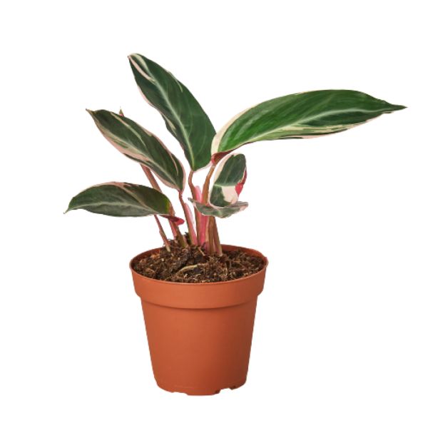 4-STROMANTHE-TRIOSTAR-NURSERY.POT 4 in. Stromanthe Triostar Nursery Pot