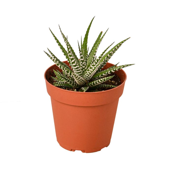 4-SUCC-HAWORTHIA-ZEBRA-NURSERY.POT 4 in. Zebra Succulent Nursery Pot
