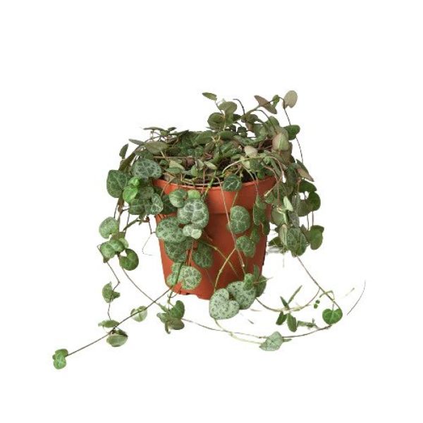4-SUCC-SENECIO-STRING.OF.HEARTS 4 in. Succulent String of Hearts Pot, Green