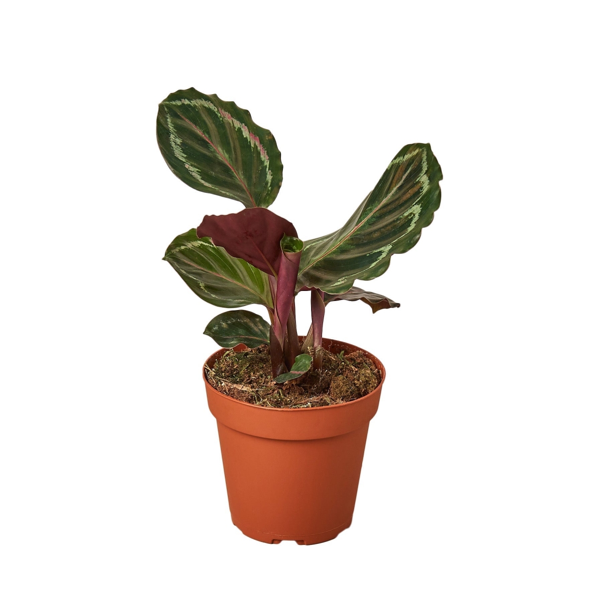 6-CALATHEA-MEDALLION-NURSERY.POT 6 in. Calathea Roseopicta Medallion Nursery Pot