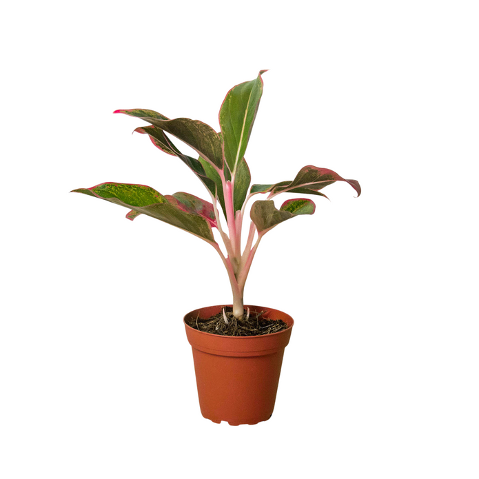 6-CH.EVERGREEN-RED.SIAM 6 in. Chinese Evergreen Red Siam Pot