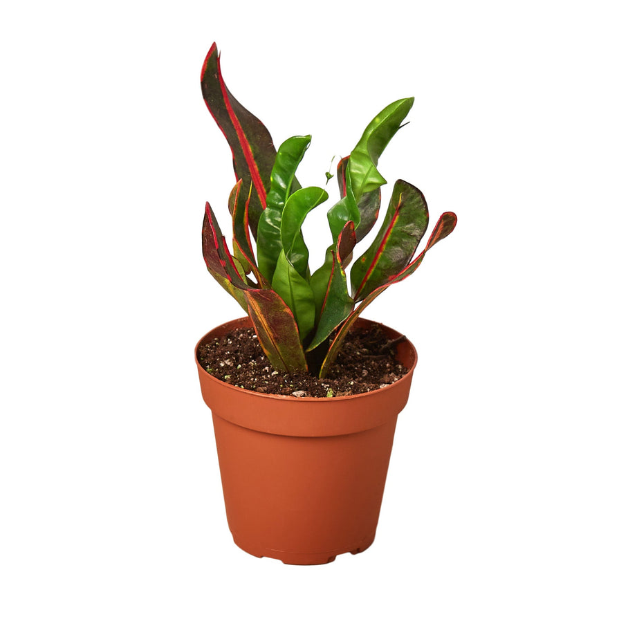 6-CROTON-MAMMY-NURSERY.POT 6 in. Croton Mammy Nursery Pot