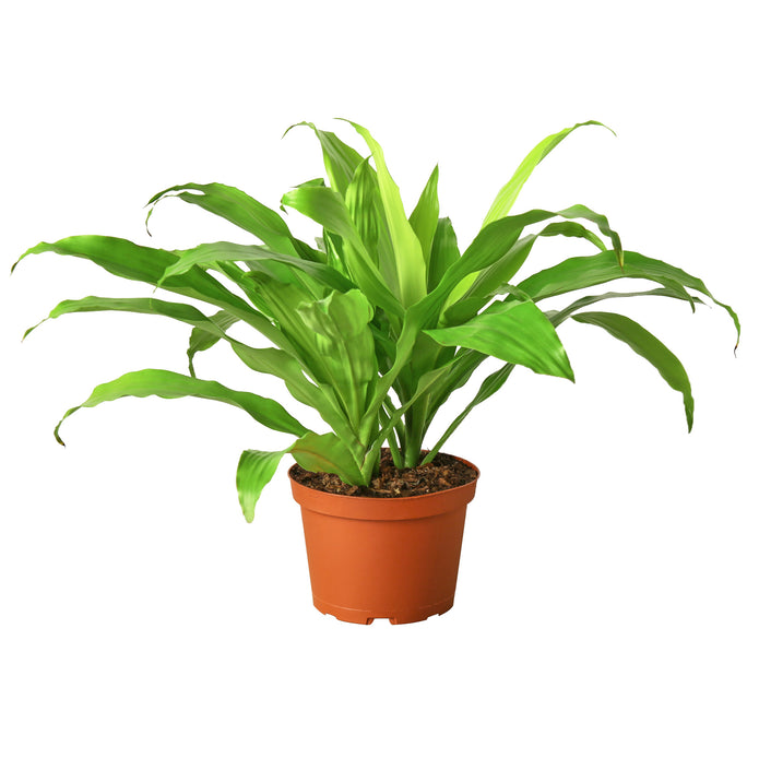 6-DRACAENA-LIMELIGHT 6 in. Dracaena Lime Light Pot