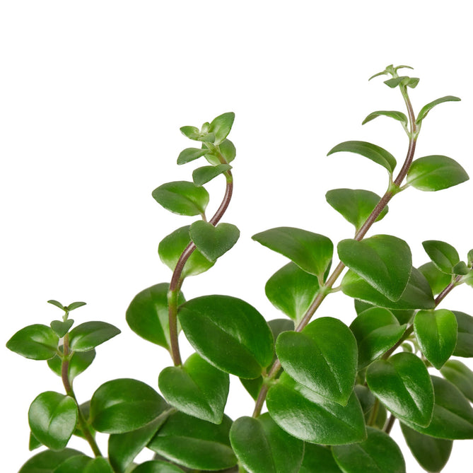 6-LIPSTICK-CLASSIC-NURSERY.POT 6 in. Nursery Lipstick Plant Pot