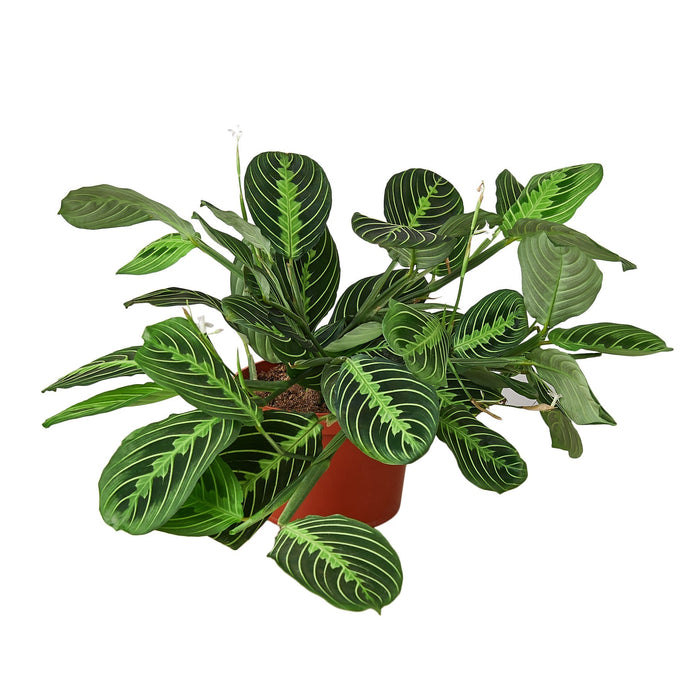 6-MARANTA-LEMON.LIME-NURSERY.POT 6 in. Maranta Lemon Lime Nursery Pot