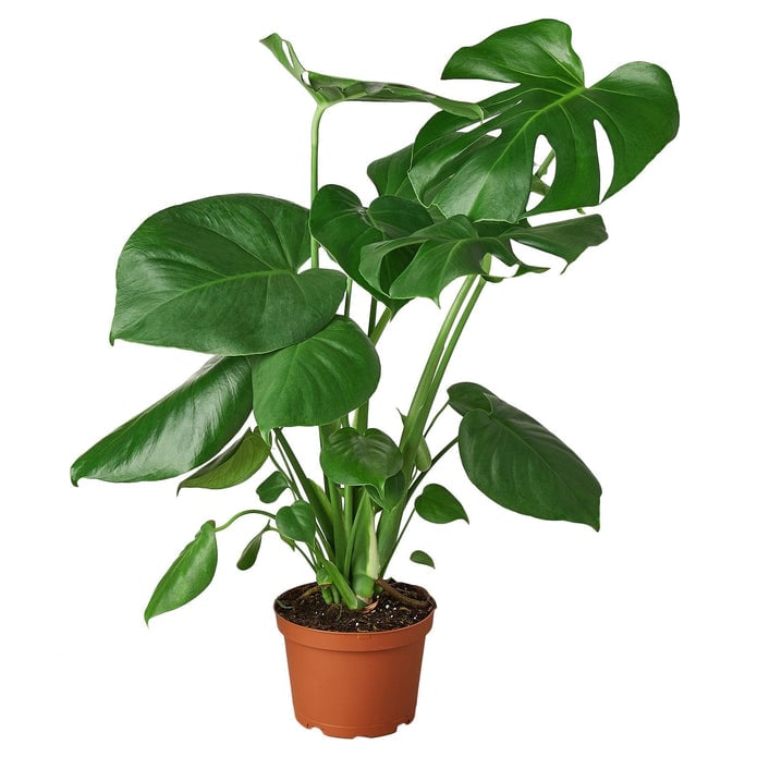 6-MONSTERA-DELICIOSA-NURSERY.POT 6 in. Philodendron Monstera Split-Leaf Nursery Pot