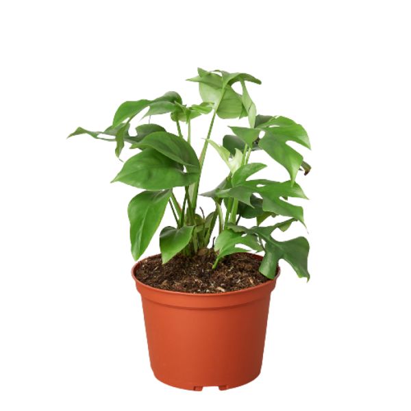 6-MONSTERA-MINIMA-NURSERY.POT 6 in. Philodendron Mini Monstera Minima Nursery Pot