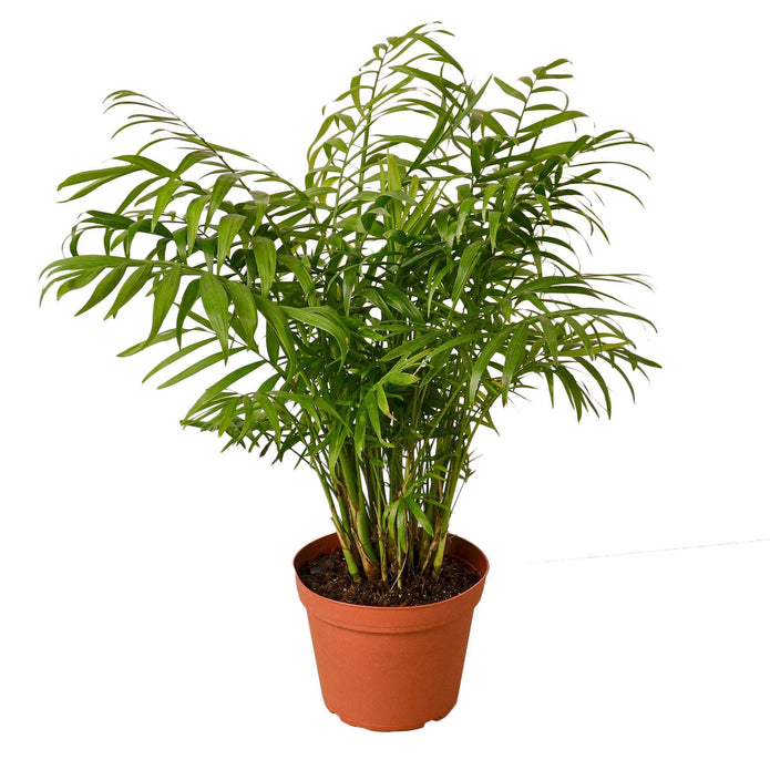 6-PALM-PARLOR-NURSERY.POT 6 in. Parlor Palm Nursery Pot