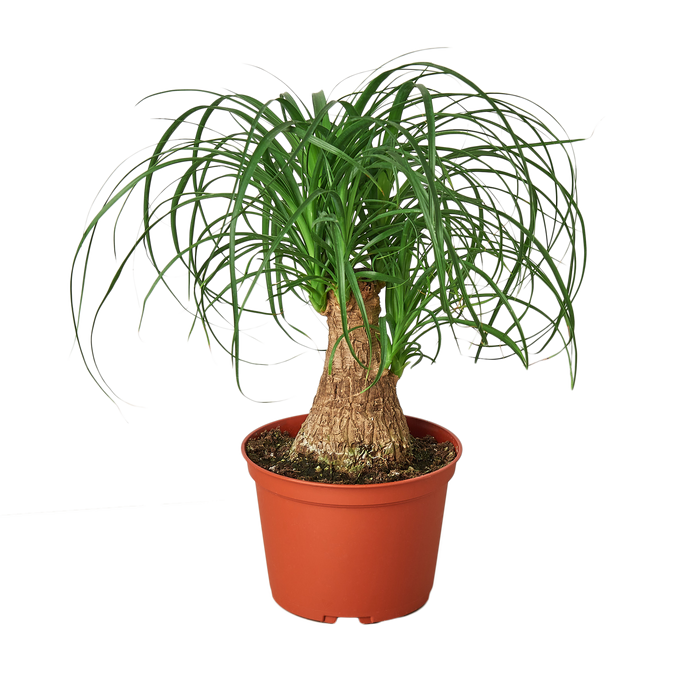 6-PALM-PONYTAIL-NURSERY.POT 6 in. Palm Ponytail Nursery Pot