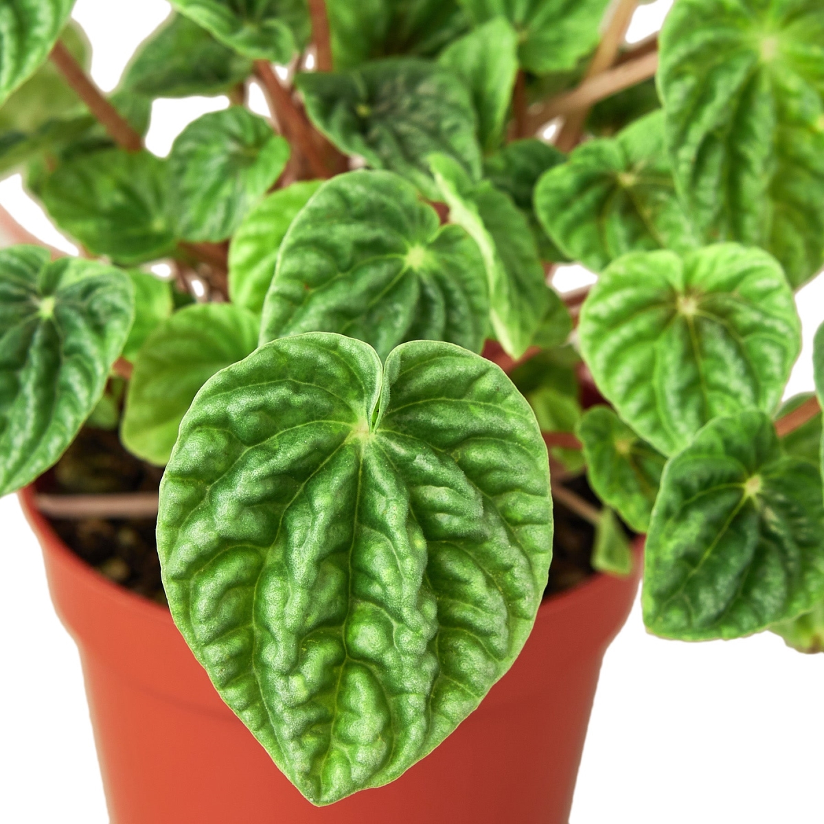 6-PEPEROMIA-CAPERATA.RIPPLE 6 in. Peperomia Ripple Pot