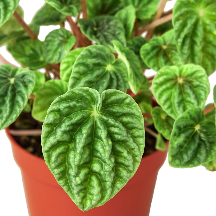 6-PEPEROMIA-CAPERATA.RIPPLE-NURSERY.POT 6 in. Peperomia Ripple Nursery Pot