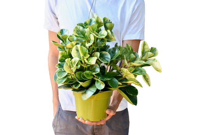 6-PEPEROMIA-MARBLE-NURSERY.POT 6 in. Peperomia Marble Pot