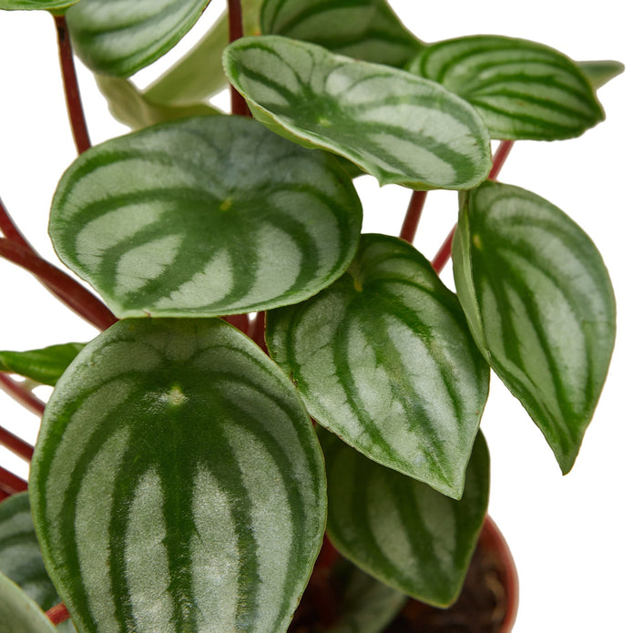 6-PEPEROMIA-WATERMELON-NURSERY.POT 6 in. Peperomia Watermelon Nursery Pot