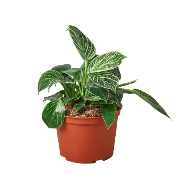 6-PHILODENDRON-BIRKIN 6 in. Philodendron Birkin Pot