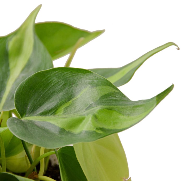 6-PHILODENDRON-BRASIL-NURSERY.POT 6 in. Philodendron Brasil Nursery Pot