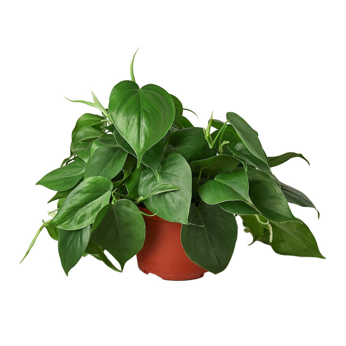 6-PHILODENDRON-CORDATUM Heartleaf Philodendron - Green - 6 in. Pot - Easy Care