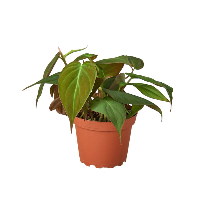 6-PHILODENDRON-VELVET 6 in. Philodendron Velvet Pot