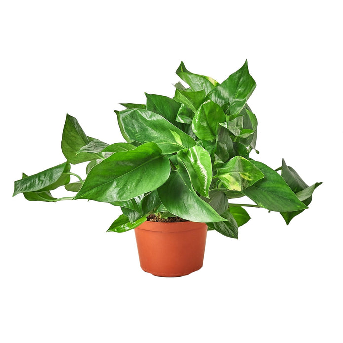 6-POTHOS-GOLDEN-NURSERY.POT 6 in. Pothos Golden Nursery Pot