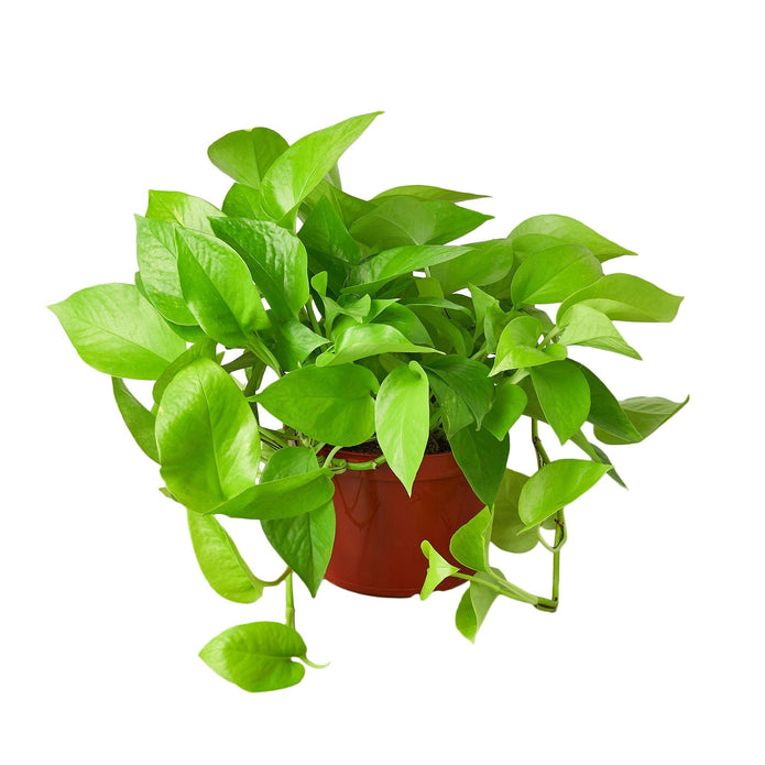 6-POTHOS-NEON-NURSERY.POT 6 in. Pothos Neon Nursery Pot