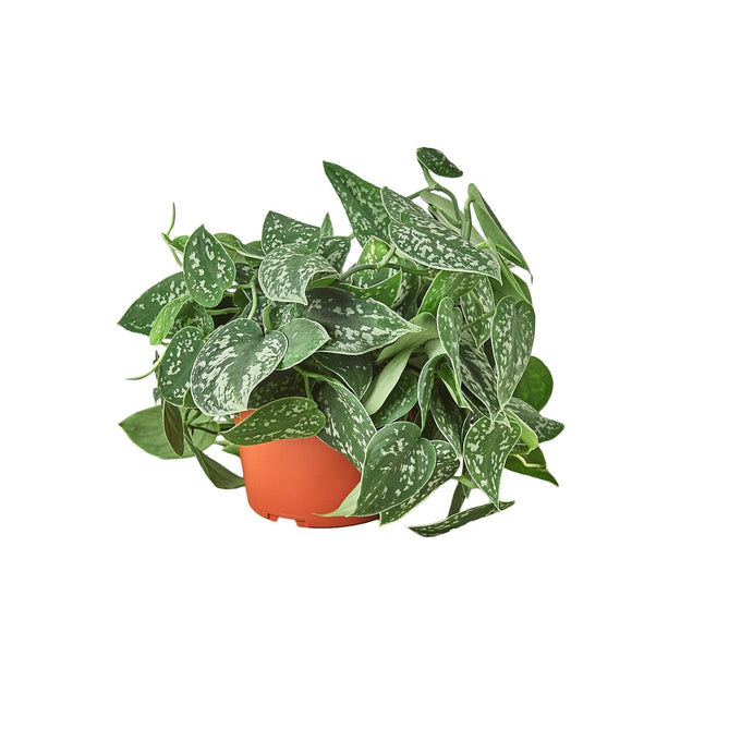 6-POTHOS-SATIN-NURSERY.POT 6 in. Pothos Satin Pot