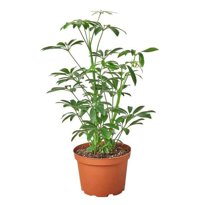 6-SCHEFFLERA-ARBORICOLA-NURSERY.POT 6 in. Schefflera Arboricola Umbrella Nursery Pot