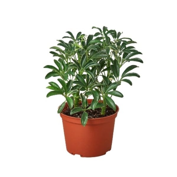 6-SCHEFFLERA-MOONDROP Schefflera Moonlight Umbrella Plant, 6 in.