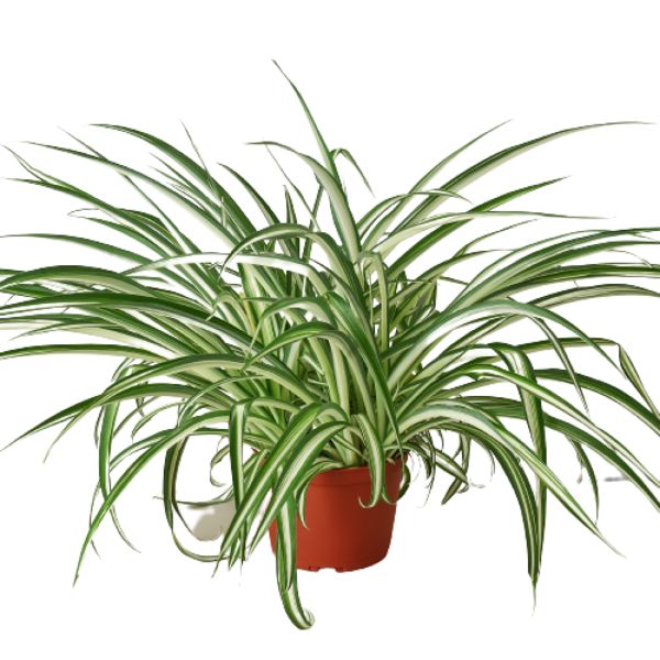 6-SPIDER-REVERSE-NURSERY.POT 6 in. Spider Plant Reverse Nursery Pot