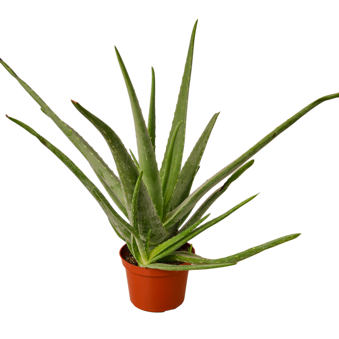 6-SUCC-ALOE-VERA-NURSERY.POT 6 in. Aloe Vera Nursery Pot