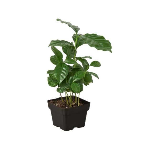 3-ARABICA-COFFEE 3 in. Arabica Coffee Pot
